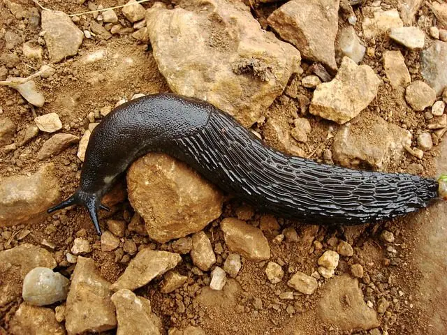 eine riesige, giftige schwarze Nacktschnecke