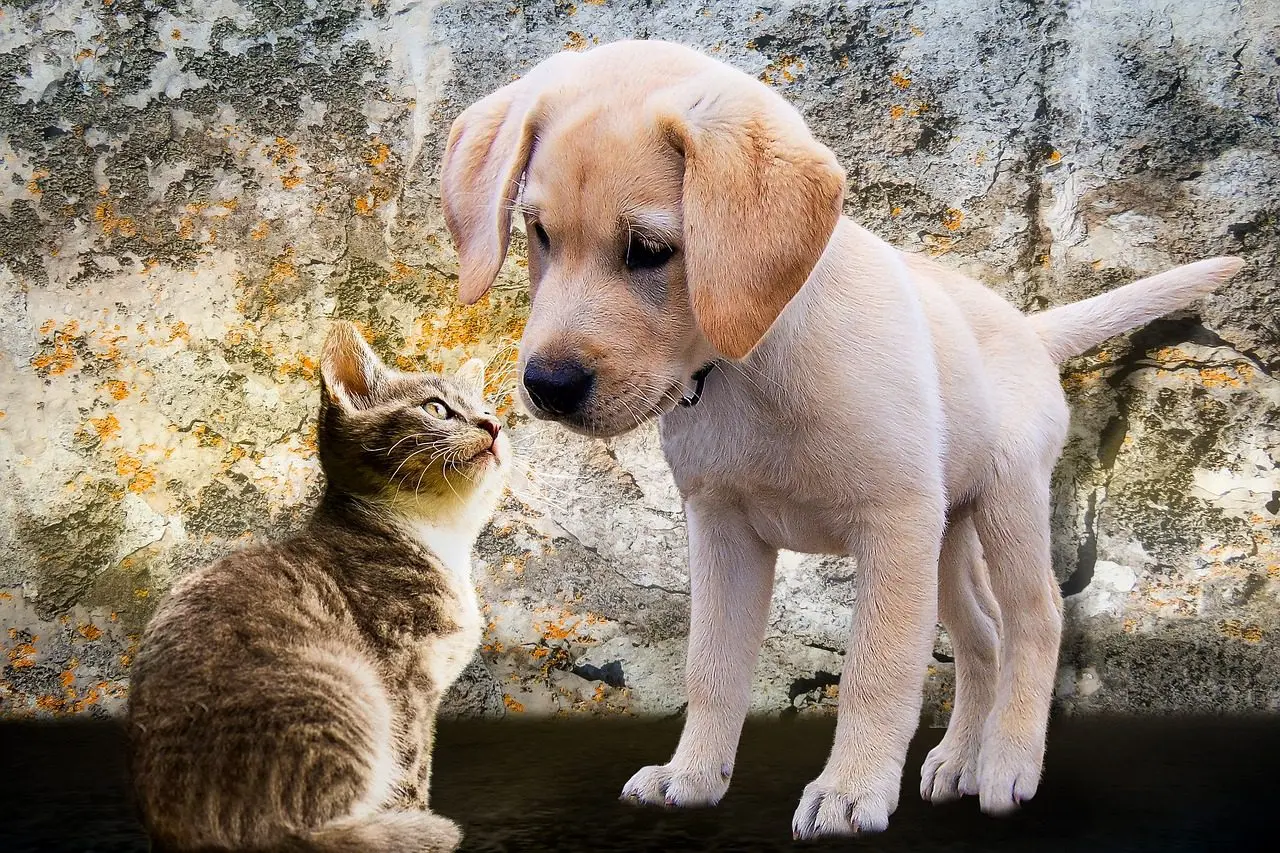 eine Katze und ein Hund