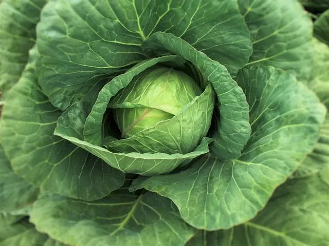 Kohl, eine von Schnecken geliebte Pflanze