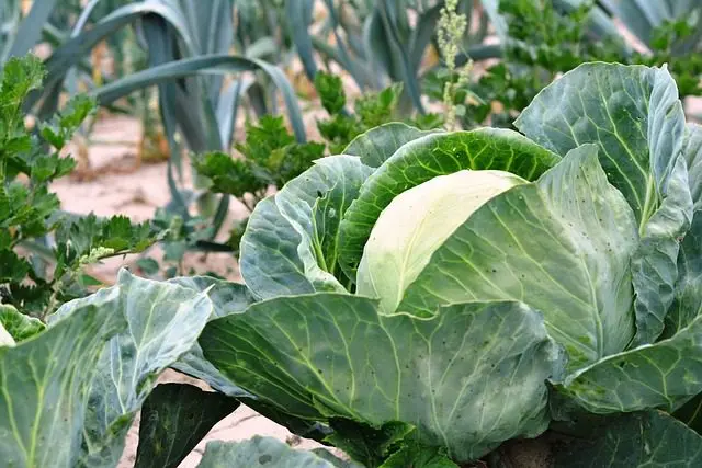 Mittel gegen Schnecken mit Essigessenz im Garten und Gemüsegarten