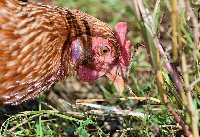 Hühner als Schneckenfressfeind