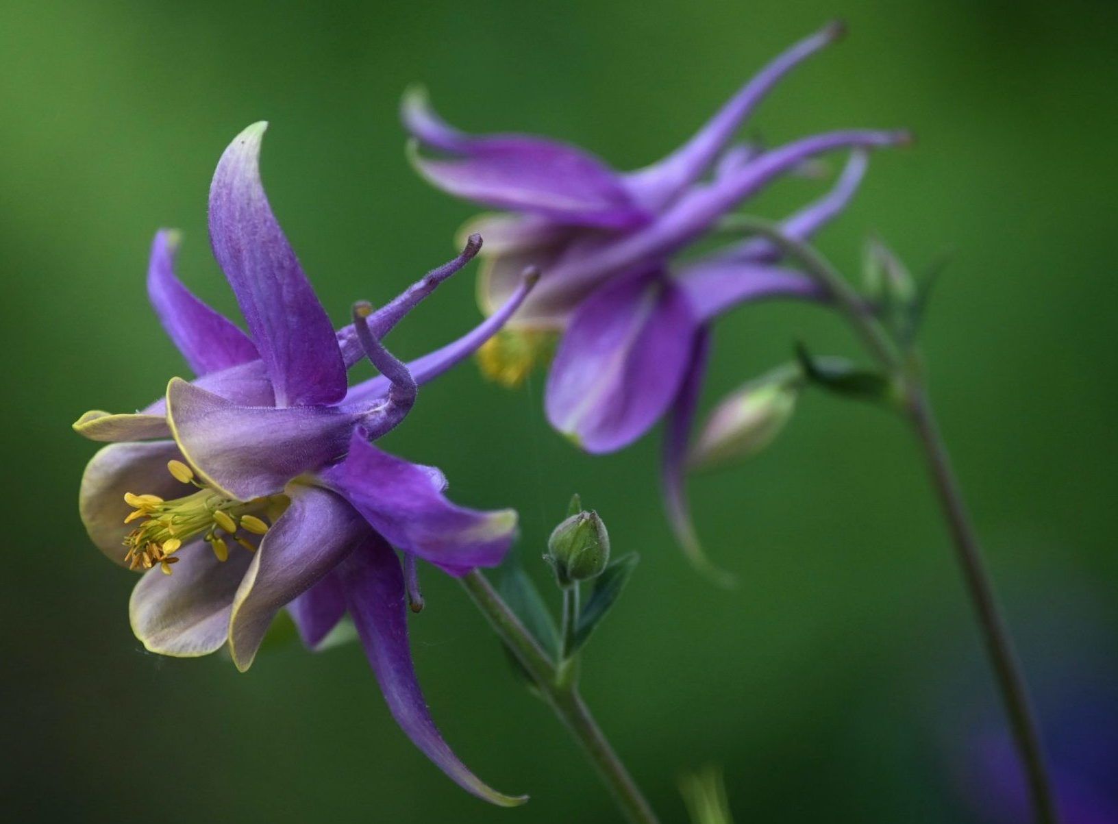 Blumen, die Schnecken nicht (oder nur selten) fressen