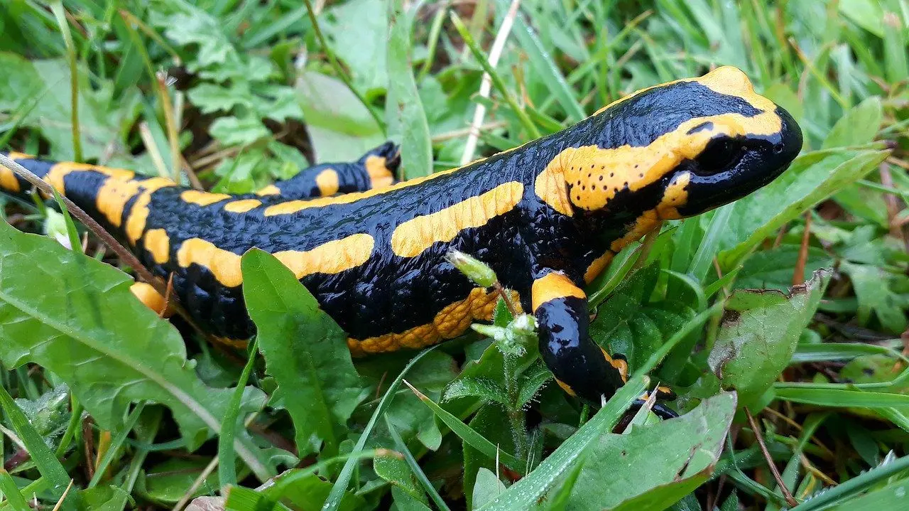 Der Salamander ist ein Fressfeind der Nacktschnecken