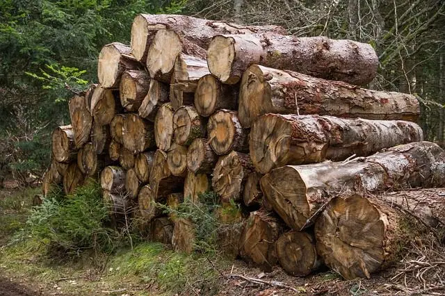 Ein Holzstapel ist ein Eiablageplatz für Schnecken