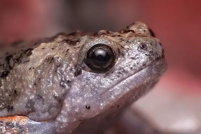 Frosch-Fressfeind-Schneckeneier