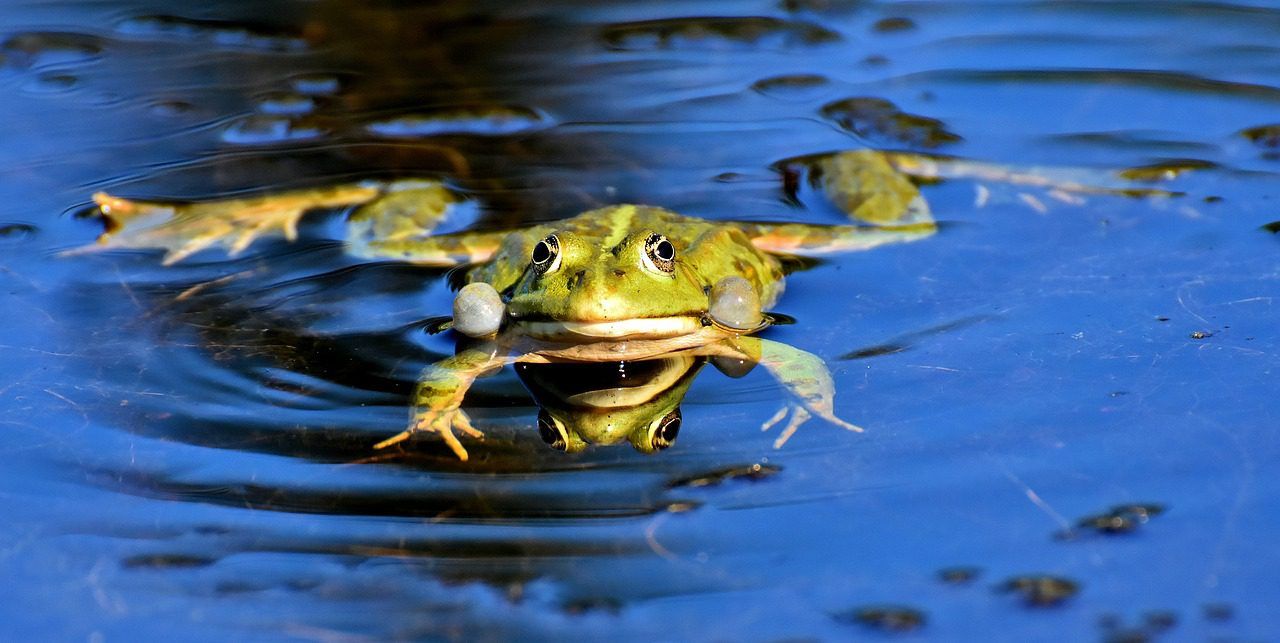 Amphibien in den Garten locken – diese Fressfeinde der Nacktschnecken