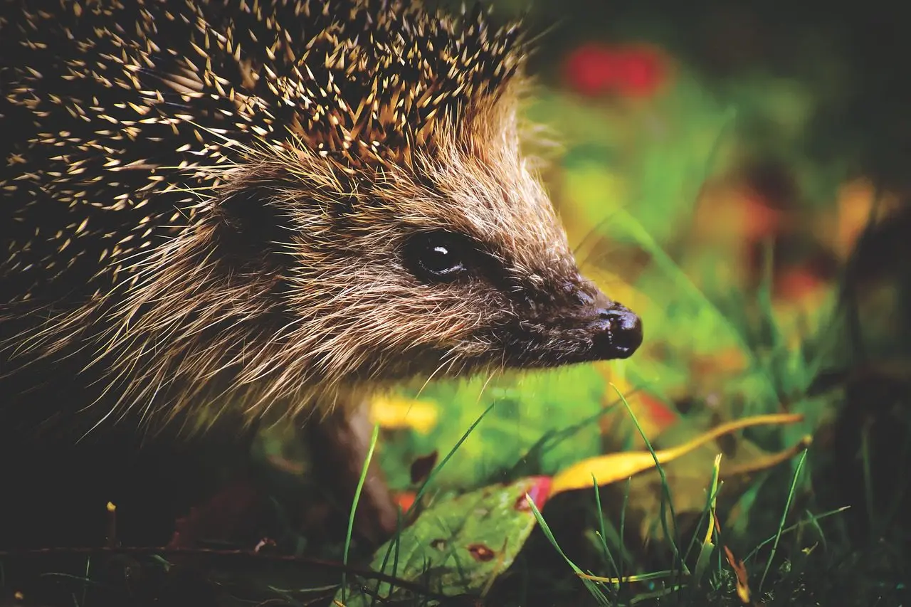 der Igel ist ein generalistischer Schneckenräuber