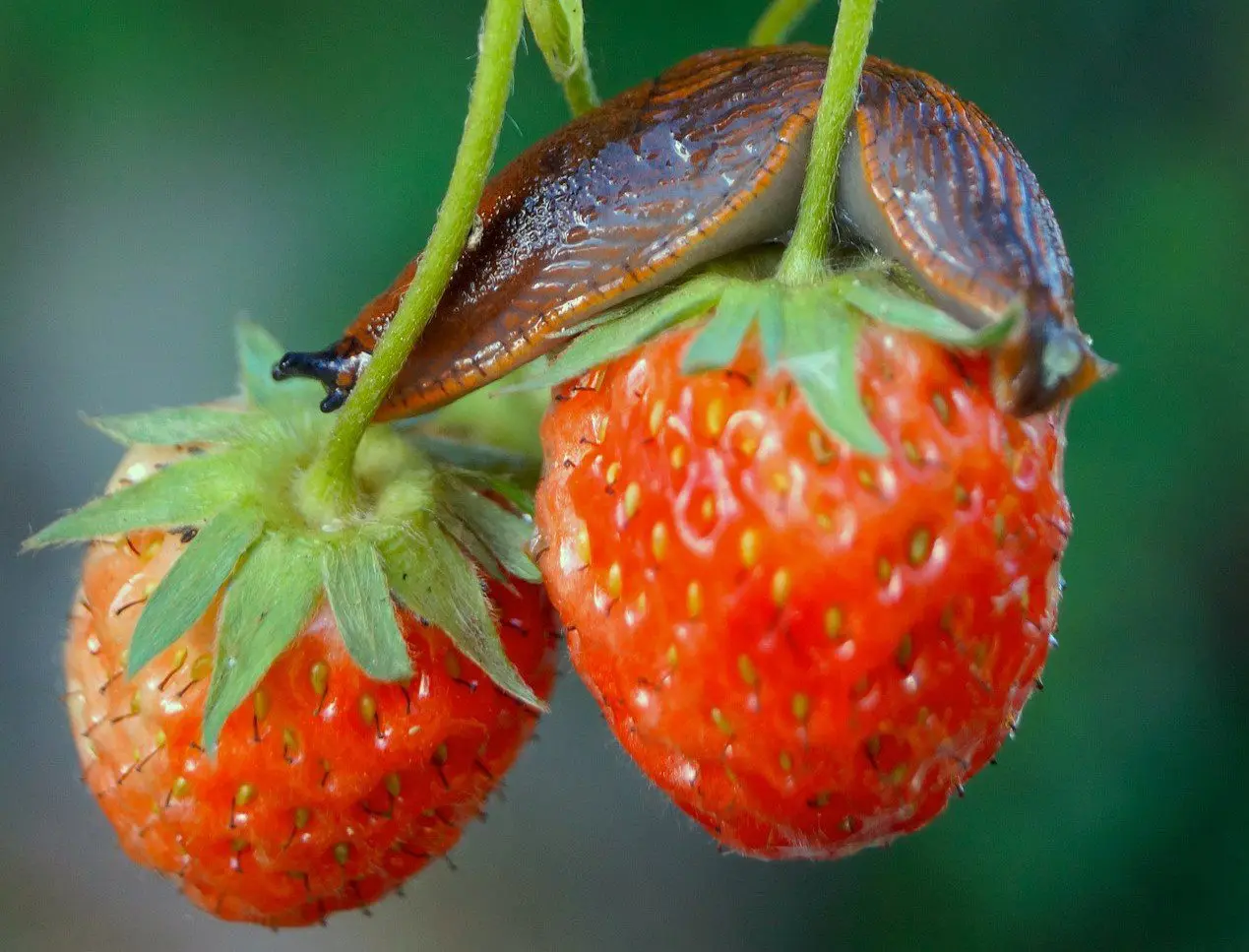 Hausmittel von Oma gegen Schnecken an den Erdbeeren