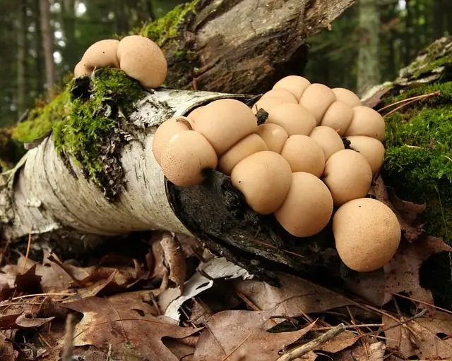 Pilze und Nacktschnecken, die Ramialschnittholz (BRF) verdauen