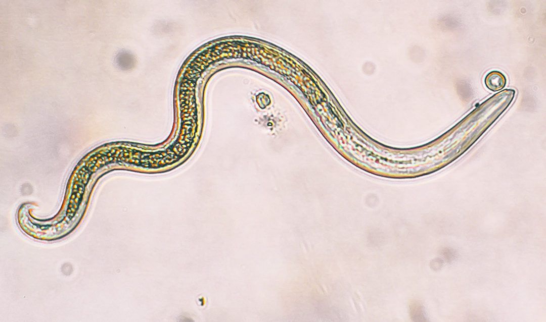 Ph-Nematoden als Fressfeinde von Nacktschnecken: eine Wunderlösung?