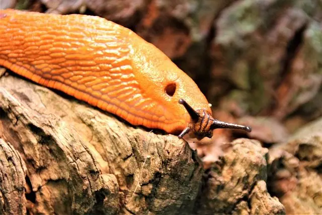 Lebensdauer Rote Wegschnecke Arion rufus