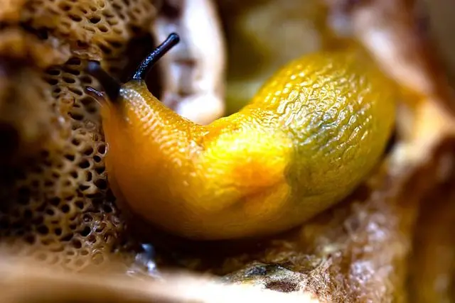 eine junge rote wegschnecke