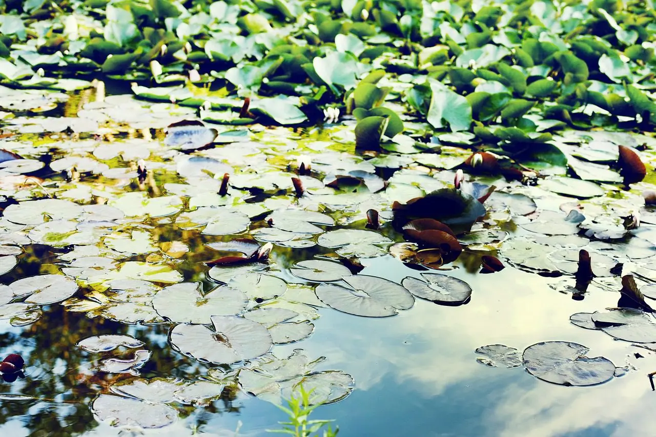 Das Laichkraut ist eine Pflanze, die man in einen Teich pflanzt