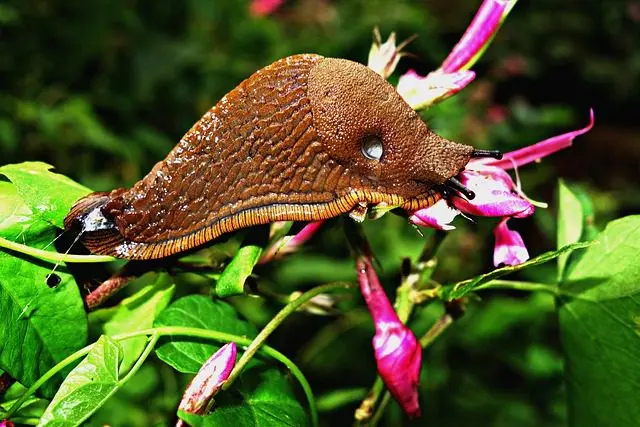 große Nacktschnecke