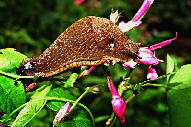 Ist die große orange Nacktschnecke (Arion rufus) giftig? Besonderheiten und Methoden zur Bekämpfung