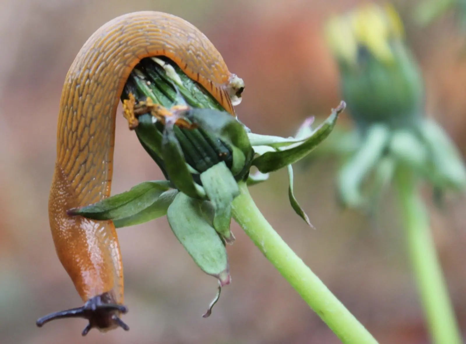 Eine Schnecke, die eine Löwenzahnblüte frisst