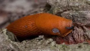 Eine Nacktschnecke zersetzt Ramialschnittholz (BRF)