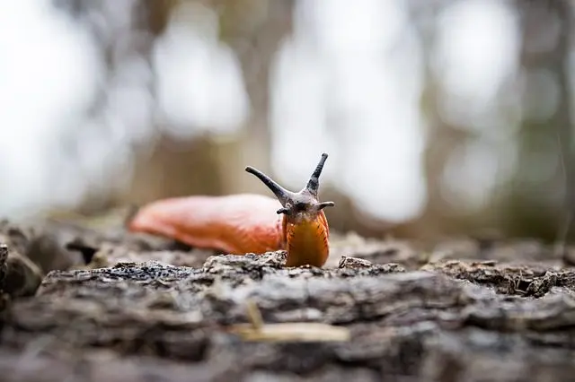 die Schnecken müssen vor den Kupferbarrieren eingesammelt werden