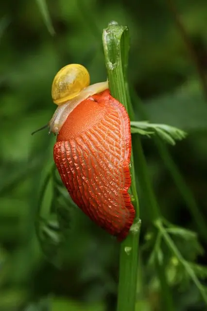 Rote Nacktschnecke mit einer kleinen Schnecke auf dem Rücken, an einem Stängel festgeklammert