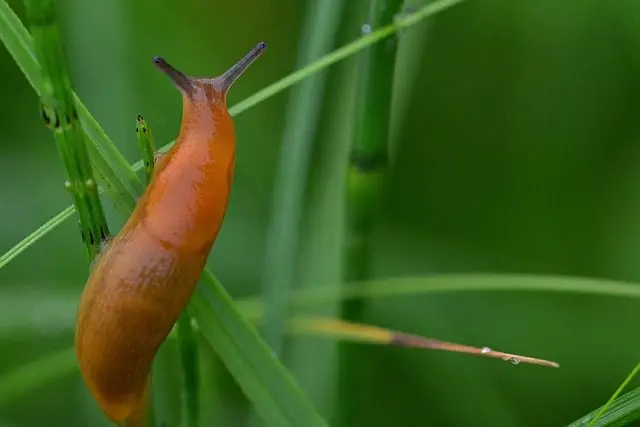 Gartenwegschnecke Arion hortensis im Gras