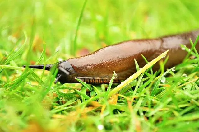 Lebenszeit einer Nacktschnecke