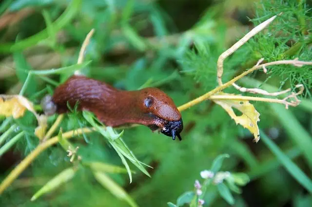Schnecke