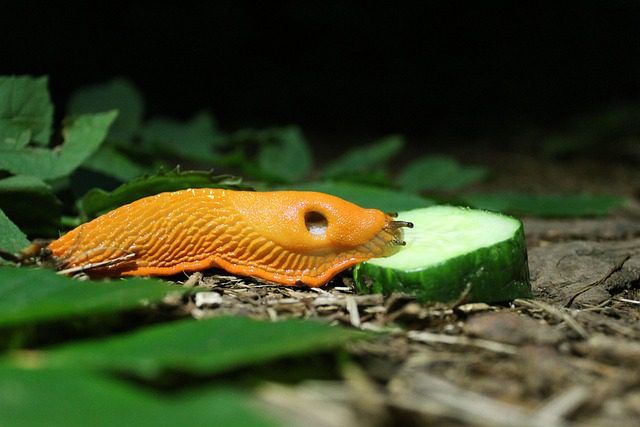 Nacktschnecke: Dieses faszinierende Tier verstehen, seine Rolle im Ökosystem und wie man es im Garten in den Griff bekommt
