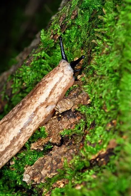 eine weiße Nacktschnecke