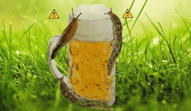 Die Bierfalle gegen Schnecken – eine wirklich schlechte Idee