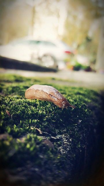 Die genetzte Ackerschnecke (Deroceras reticulatum) – Erkennen, Lebensweise und Bekämpfung im Garten.