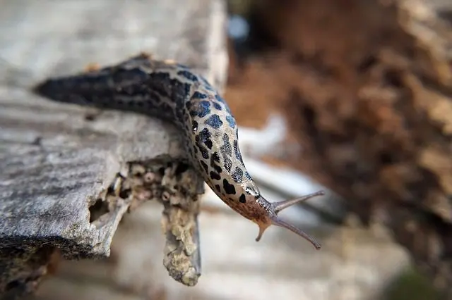 die Tigerschnecke frisst die Eier anderer Schnecken
