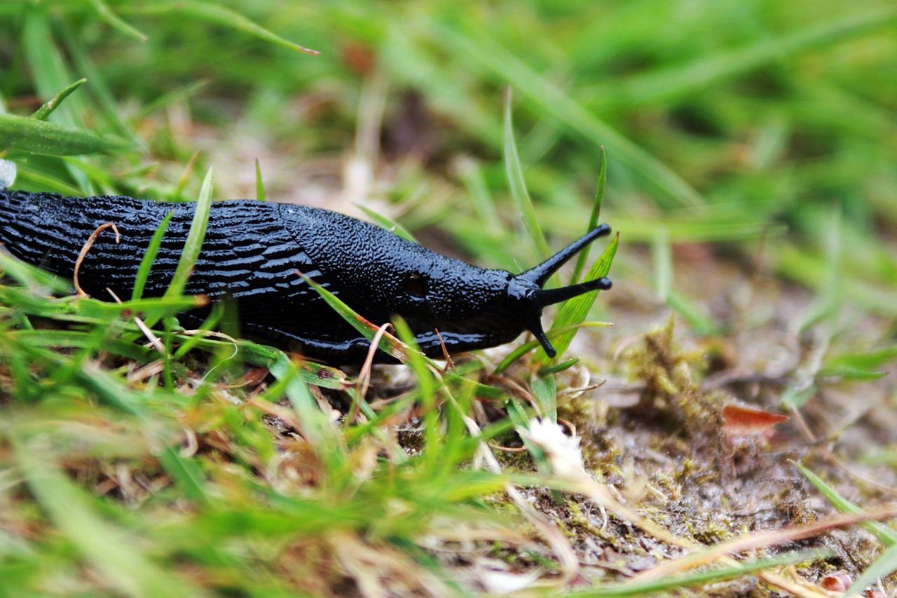 Darum befallen Nacktschnecken Ihren Garten