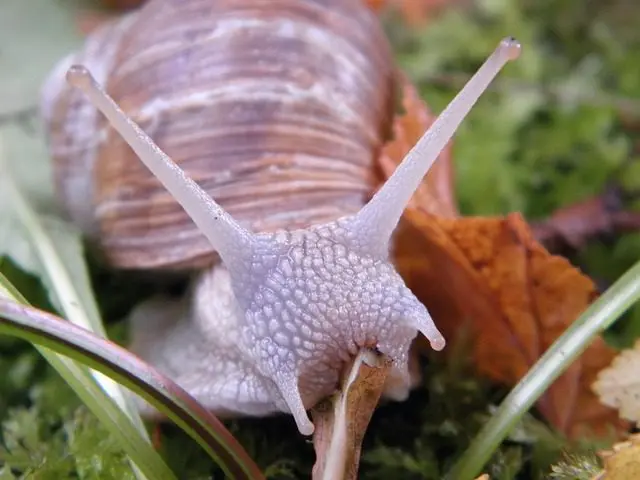 Eine Schnecke daran hindern, eine Pflanze zu fressen