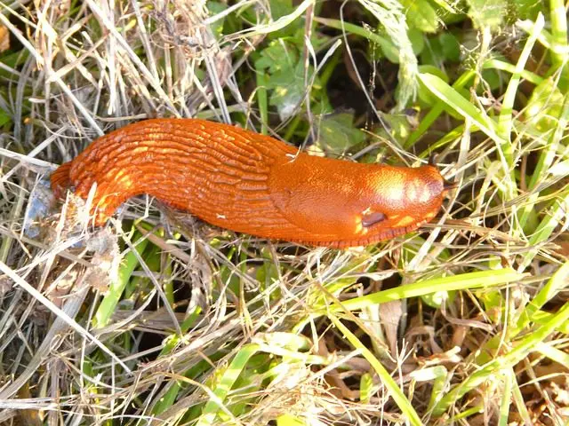 Fortpflanzung rote Nacktschnecke