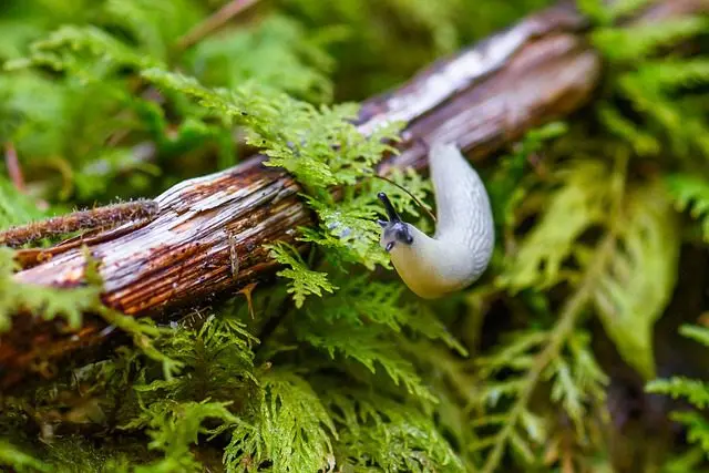 Lebensdauer einer kleinen Nacktschnecke