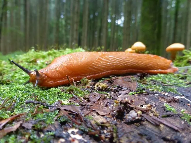 neonorange Nacktschnecke